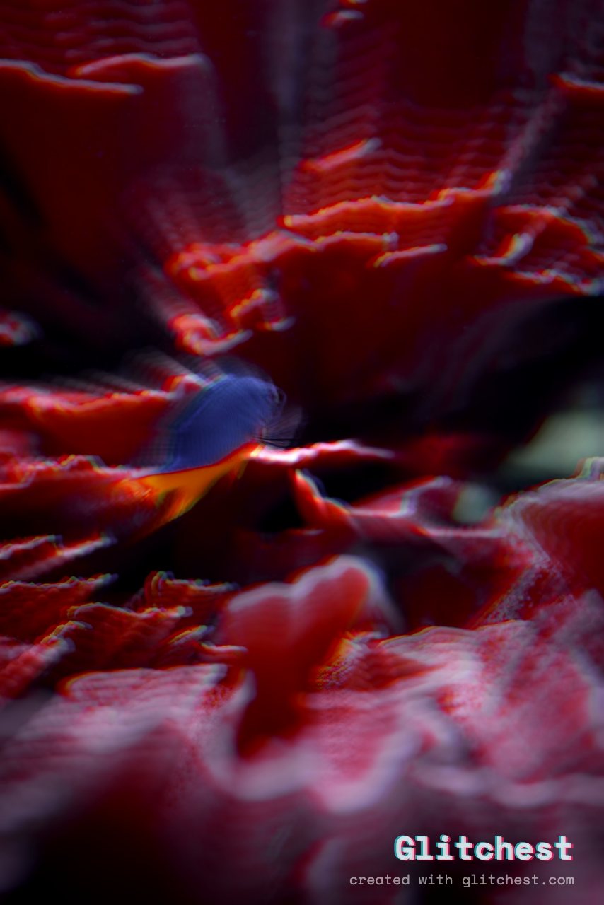The Zoom Punch glitch look applied to a photo in Glitchest