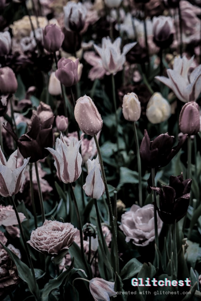 The Duotone glitch look applied to a photo in Glitchest